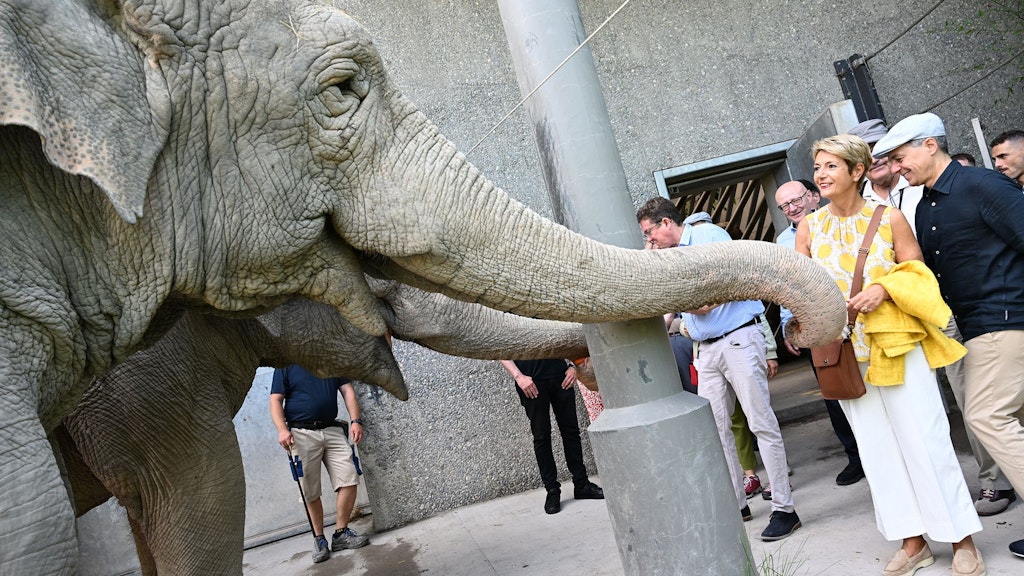 Une rencontre au sommet avec les éléphants au zoo du cirque Knie, à Rapperswil.